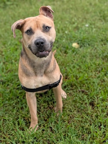 Photo of Prudence, adoptable Mixed Breed in New Orleans, Louisiana