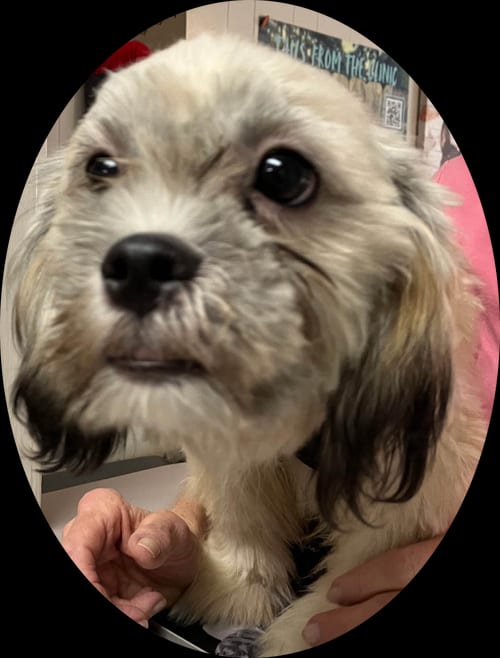 Photo of Tootsie(2), adoptable Lhasa Apso in Spring, Texas
