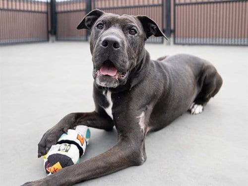 Photo of Nyx, adoptable Pit Bull Terrier in Denver, Colorado