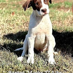 Photo of Baxter, adoptable Labrador Retriever Retriever (Unknown Type) in Norfolk, Massachusetts