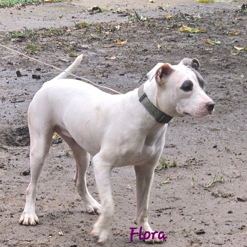 Photo of Flora, adoptable Mixed Breed (Small)
