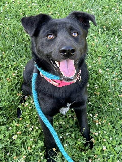 Photo of Dorian, adoptable Labrador Retriever in Sacramento, California