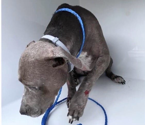 Photo of Senior Pit Bull Terrier, adoptable Pit Bull Terrier in Houston, Texas