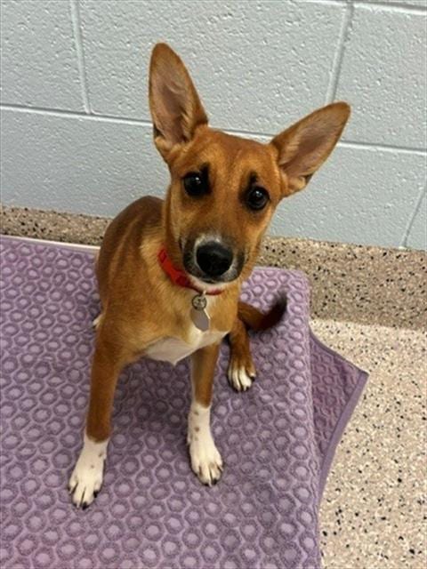 Photo of Wendie, adoptable Australian Cattle Dog/Blue Heeler in Brighton, Colorado