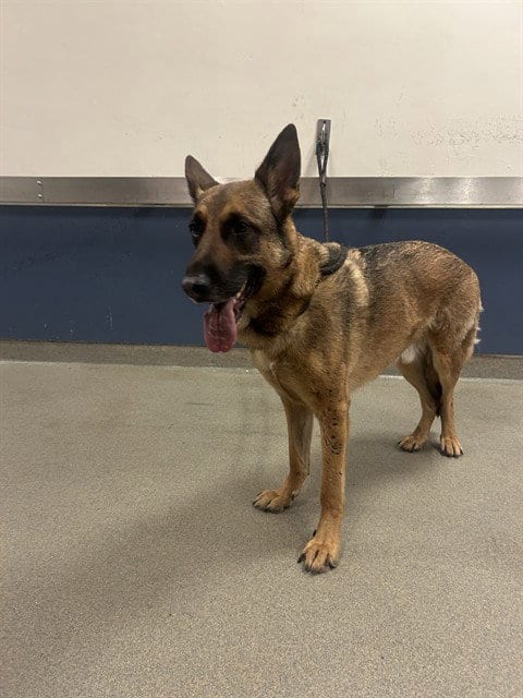 Photo of Zeus, adoptable German Shepherd Dog in Miami, Florida