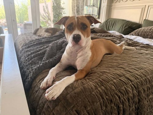 Photo of Georgia, adoptable American Staffordshire Terrier in phoenix, Arizona