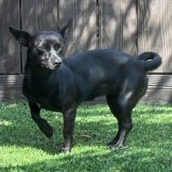 Photo of Bella 4865, adoptable Mixed Breed (Small) in Loxahatchee, Florida