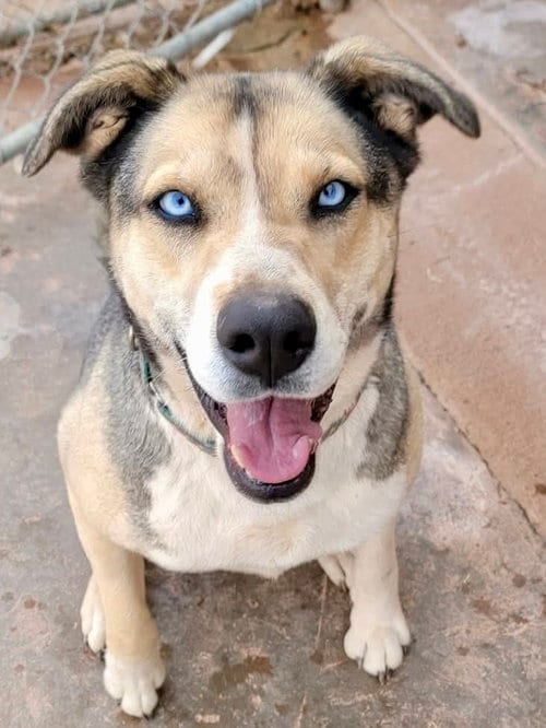 Photo of Reese, adoptable Siberian Husky in Cedar Crest, New Mexico