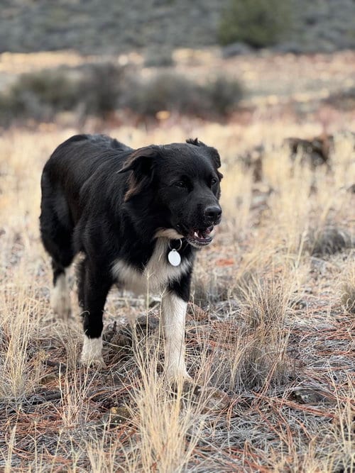 Photo of Ollie, adoptable Border Collie in Yreka, California