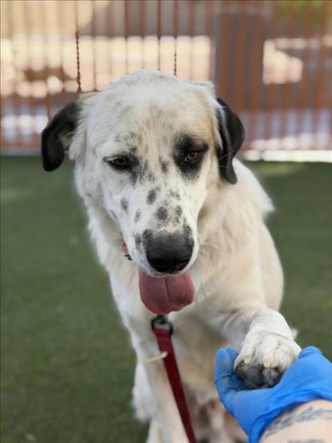 Photo of Lysander, adoptable Great Pyrenees in Las Vegas, Nevada