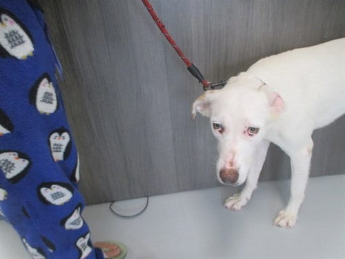 Photo of Winter, adoptable Labrador Retriever in Ocala, Florida