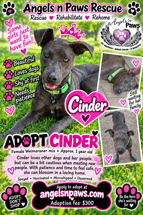Photo of Cinder, adoptable Weimaraner in Alta Loma, California