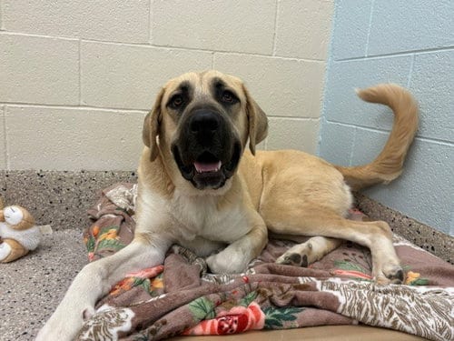 Photo of Honey, adoptable Anatolian Shepherd in Brighton, Colorado