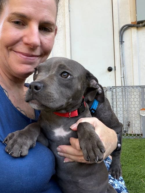 Photo of Sanderson Sisters - Mary, adoptable American Staffordshire Terrier in San Diego, California