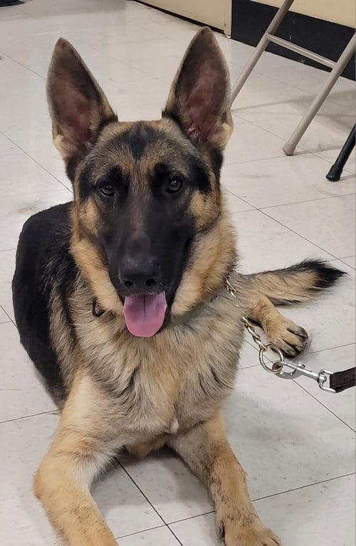 Photo of Jack 7592, adoptable German Shepherd Dog in Centreville, Virginia
