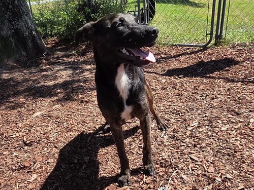Photo of Matthew, adoptable Hound in Panama City, Florida