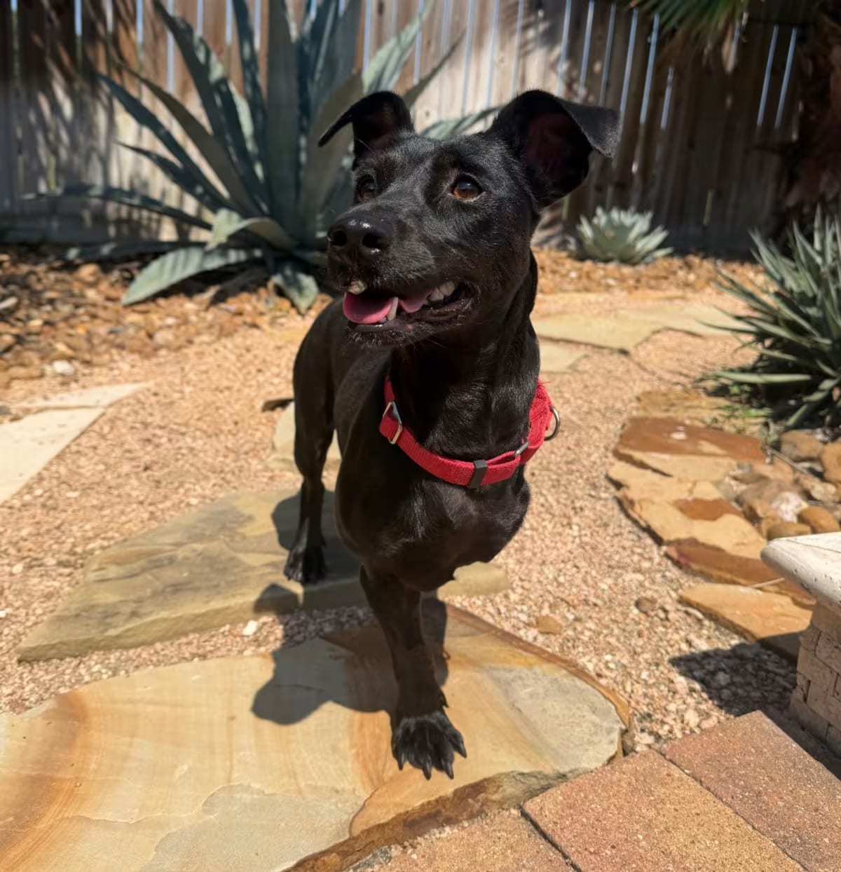 Photo of Twizzler, adoptable Dachshund Mixed Breed (Medium) in Spring, Texas