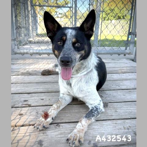 Photo of Annie, adoptable Australian Cattle Dog/Blue Heeler in Conroe, Texas