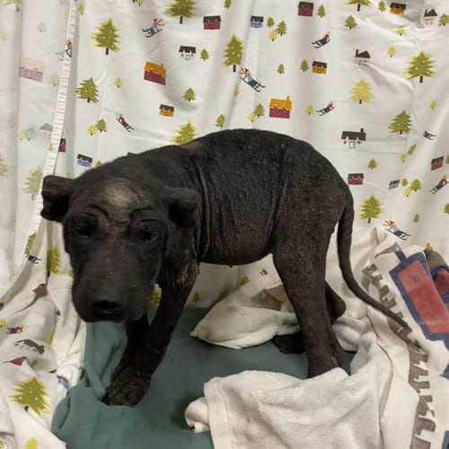 Photo of Zuri, adoptable Cane Corso Mastiff in Modesto, California