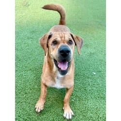 Photo of Matrix, adoptable Shar Pei in Port St. Joe, Florida