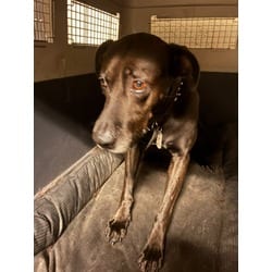 Photo of Tommy, adoptable Terrier (Unknown Type, Medium) in Doral, Florida
