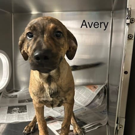 Photo of Avery, adoptable Mixed Breed (Medium)