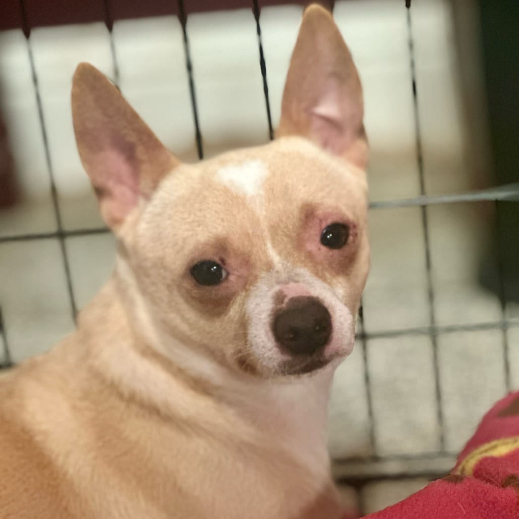 Photo of Collin, adoptable Chihuahua / Mixed Breed (Medium) in San Francisco, California