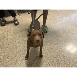 Photo of Roger, adoptable American Pit Bull Terrier in Doral, Florida