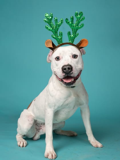 Photo of Junebug, adoptable dog in Atlanta, Georgia