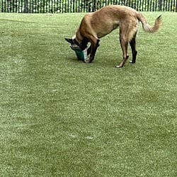 Photo of Pedro located in Georgia, adoptable Belgian Malinois in Imlay City, Michigan