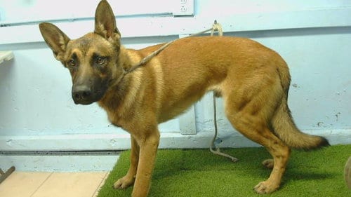 Photo of A5801203, adoptable German Shepherd Dog in Gardena, California