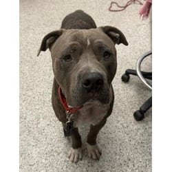 Photo of Lou, adoptable American Pit Bull Terrier in Kansas City, Missouri
