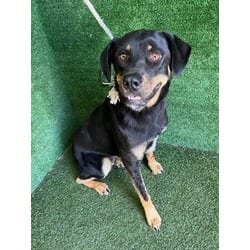 Photo of Beast, adoptable Rottweiler in Lancaster, California