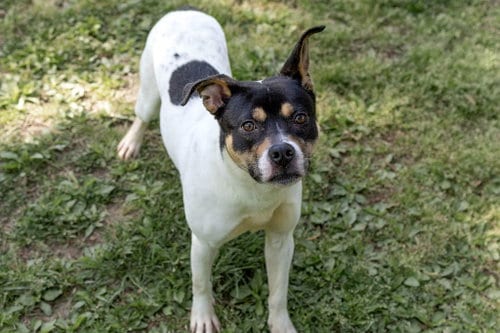 Photo of Raven, adoptable Unknown breed in Durham, North Carolina
