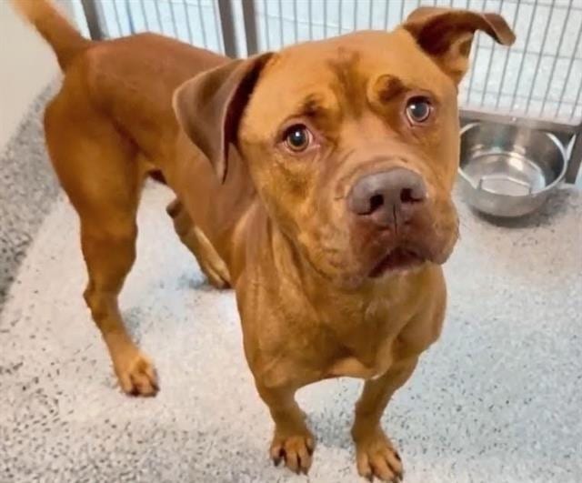 Photo of Clifford, adoptable Dogue de Bordeaux mix in Houston, Texas