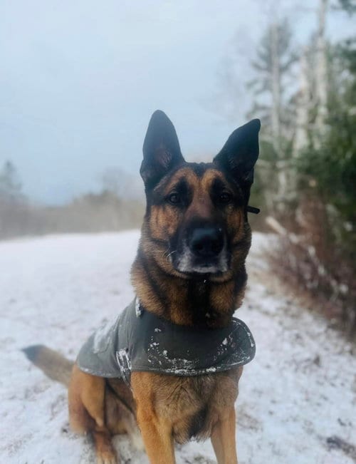 Photo of Achilles, adoptable German Shepherd Dog in Ft. Thomas, Kentucky