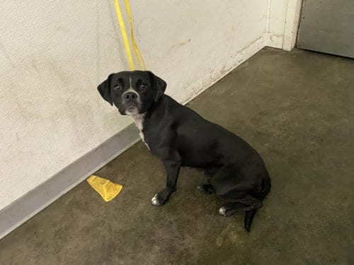Photo of Chanel, adoptable Labrador Retriever in Chatsworth, California