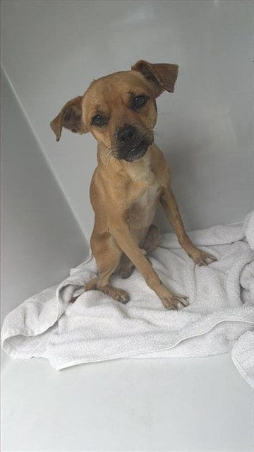 Photo of A663450, adoptable Chihuahua in Houston, Texas