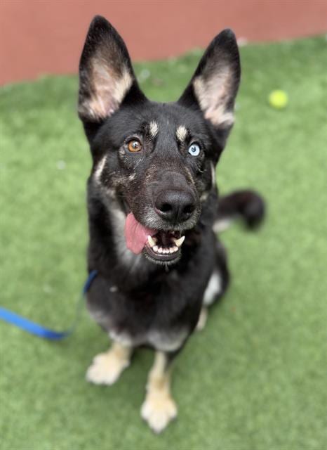 Photo of Rainier, adoptable German Shepherd Dog in San Francisco, California