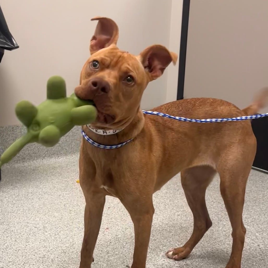 Photo of Dianna, adoptable Terrier, American Pit Bull in Spartanburg, South Carolina