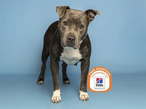 Photo of Sugar, adoptable American Pit Bull Terrier in Phoenix, Arizona