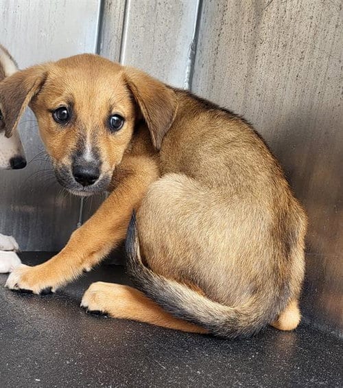 Photo of Count Barkula, adoptable Australian Shepherd in San Antonio, Texas