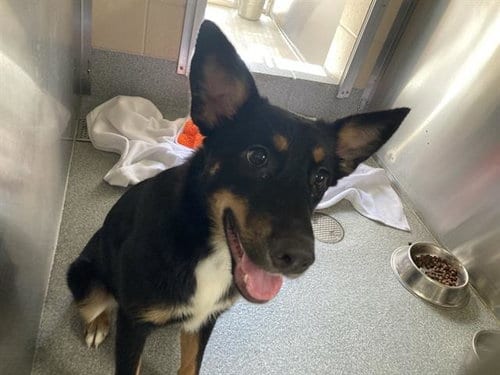 Photo of Pixie, adoptable German Shepherd Dog in Orange, California