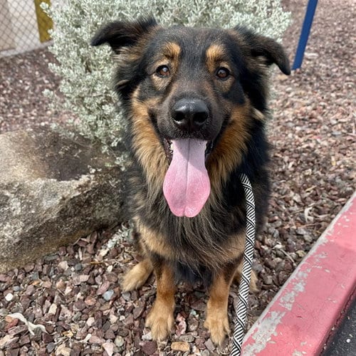 Photo of Brownie, adoptable German Shepherd Dog in Mesa, Arizona