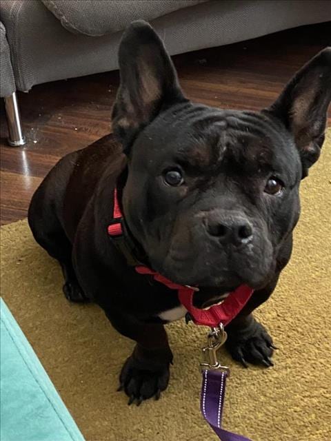 Photo of Ashley, adoptable French Bulldog in Las Vegas, Nevada