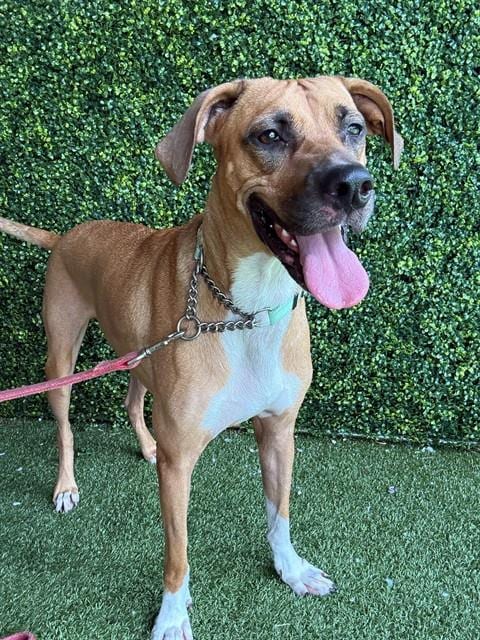 Photo of Retro, adoptable Black Mouth Cur in Naples, Florida