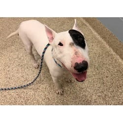 Photo of Timon, adoptable Bull Terrier in Colorado Springs, Colorado