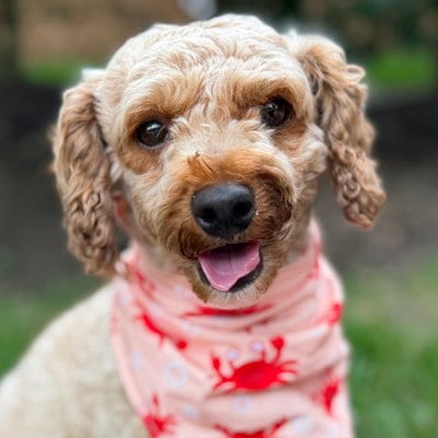 Photo of Oliver, adoptable Poodle (unknown type) in Arlington, Virginia