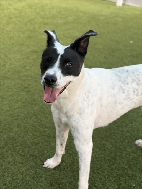 Photo of Susana, adoptable Mixed Breed