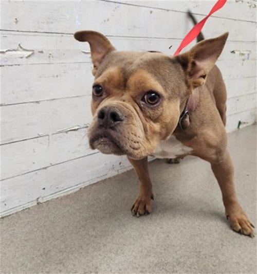 Photo of Katie, adoptable French Bulldog in San Bernardino, California